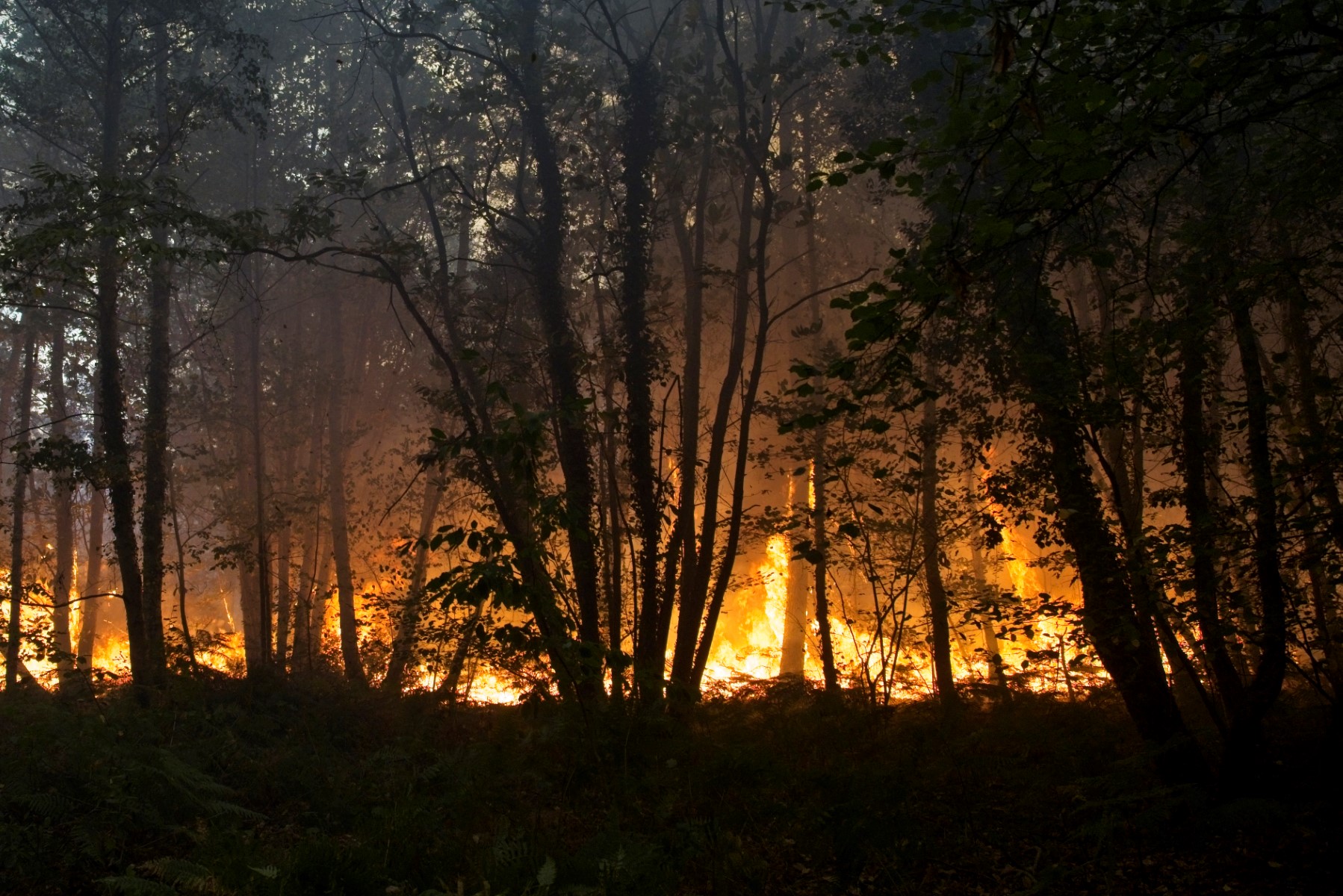 Les forêts, un investissement en vogue au défi des incendies