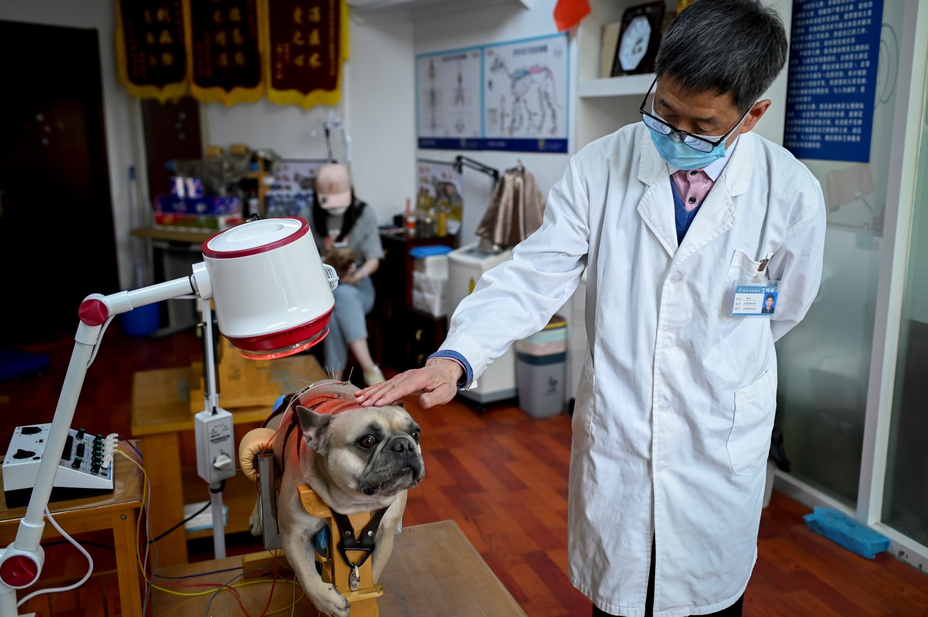 Cette photo prise le 12 avril 2022 montre le vétérinaire Li Wen caressant un chien pendant un traitement d'acupuncture dans une clinique pour animaux à Pékin. (Photo de WANG ZHAO / AFP)