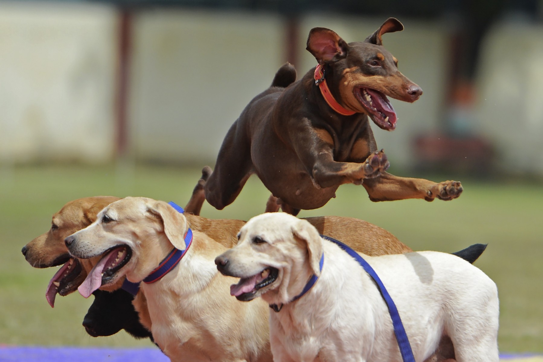 Les chiens pleurent lorsqu'ils retrouvent leur maître, montre une étude