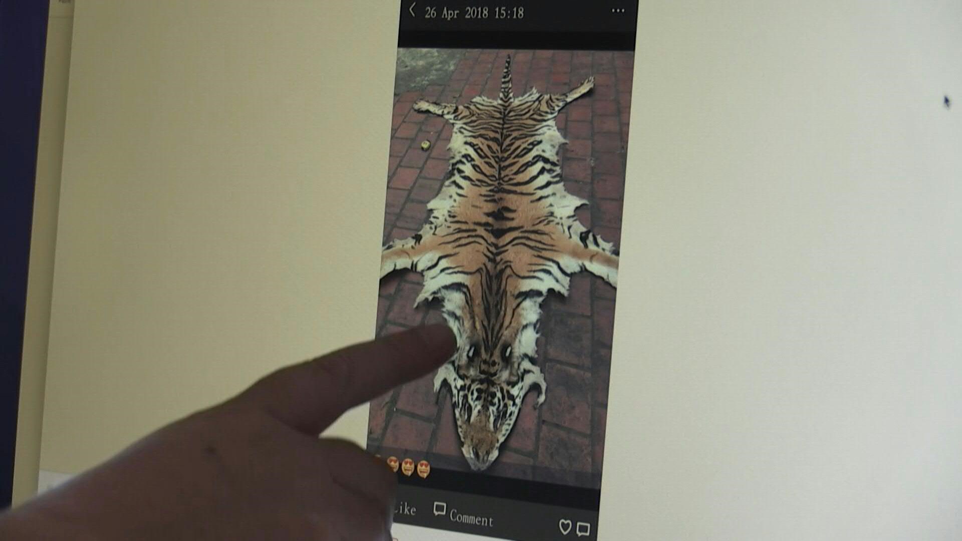 Un tigre dans l'ordinateur: l'intelligence artificielle contre le trafic de félins