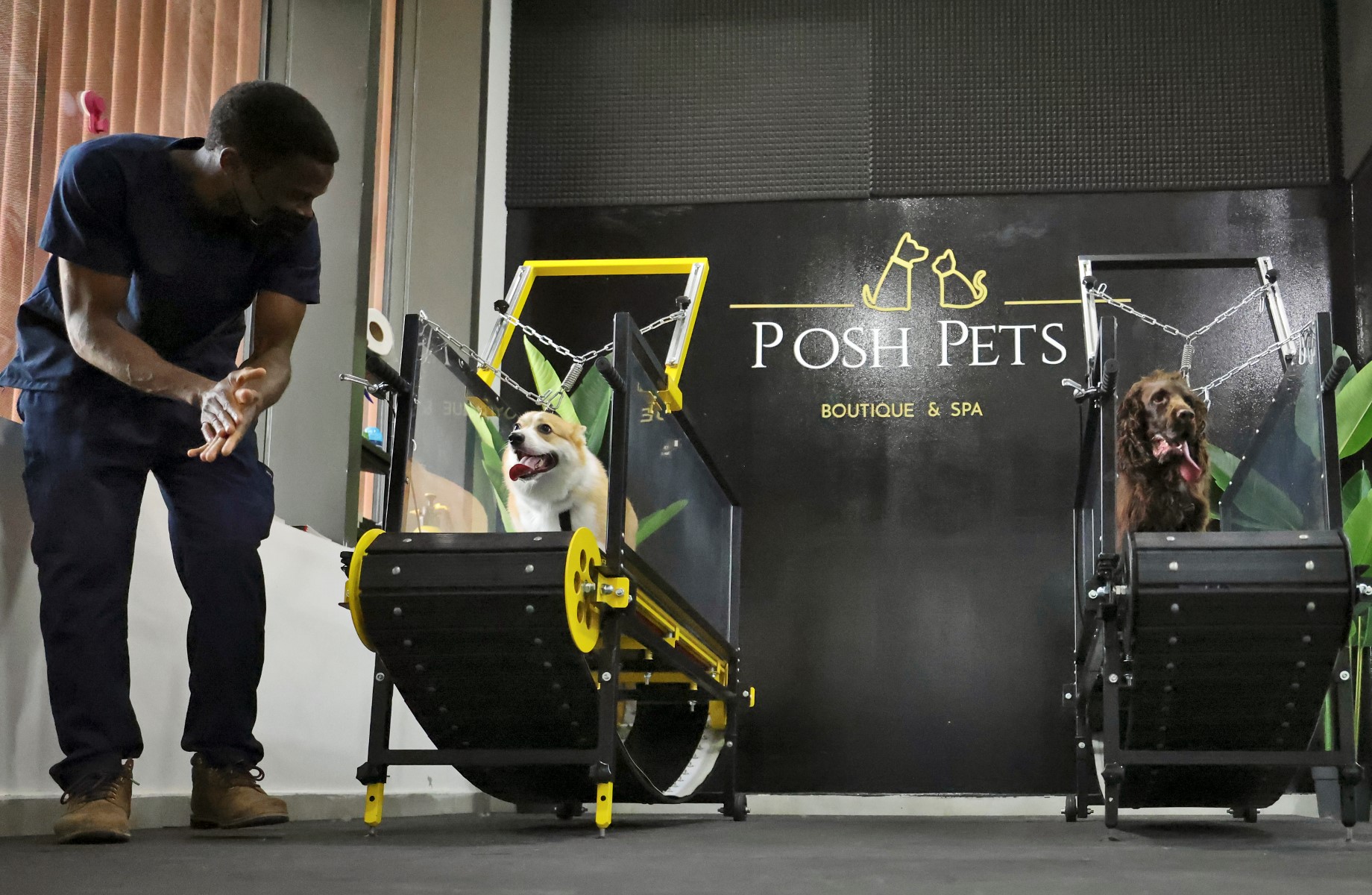 Face aux grosses chaleurs, les chiens ont leur salle de sport à Abou Dhabi