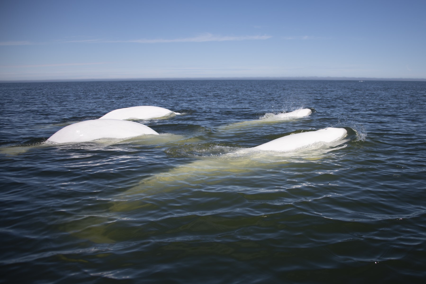 Au Canada, la baie d'Hudson, refuge estival pour des milliers de bélugas
