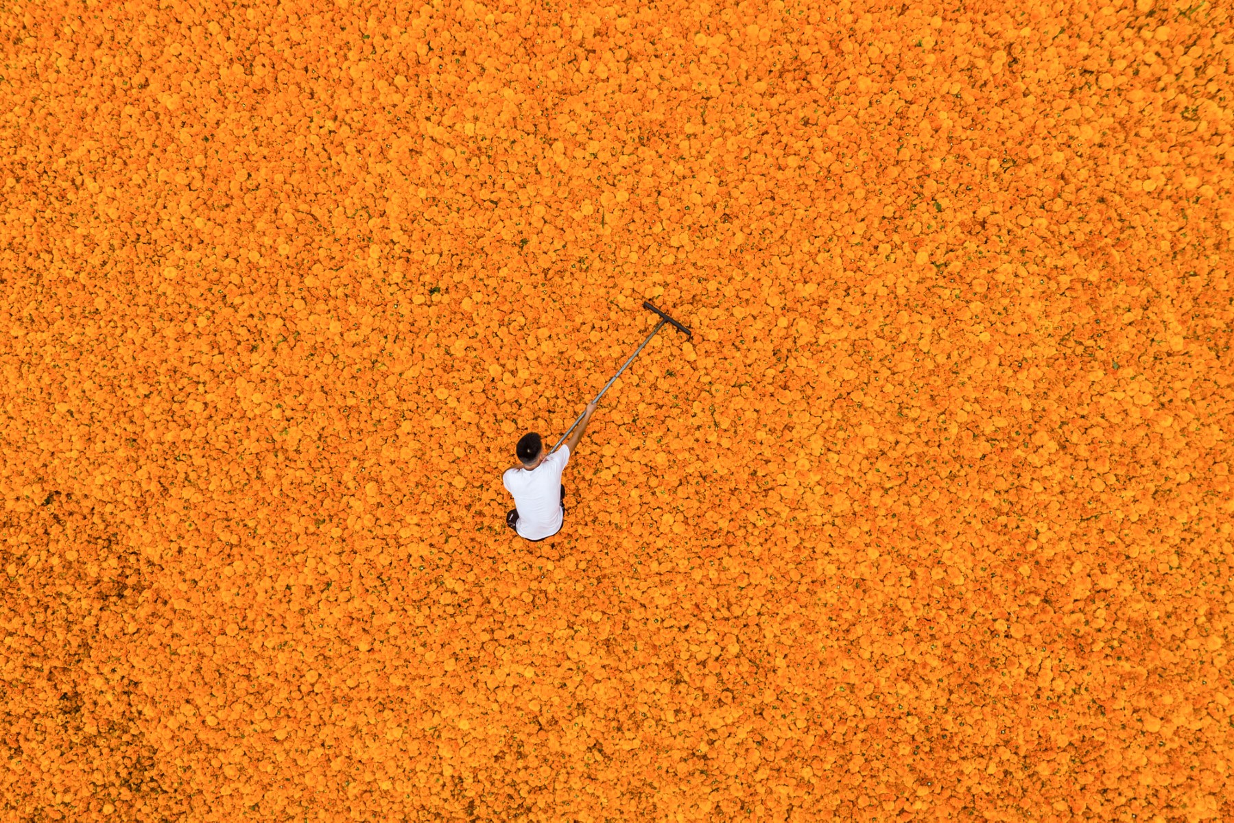 En proie à une canicule inédite, la Chine craint pour ses récoltes