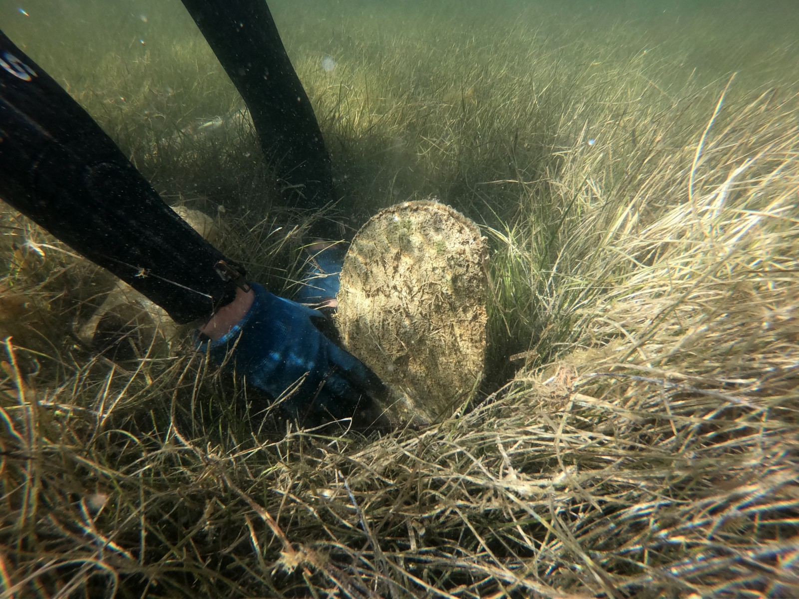 Décimée en Méditerranée, la grande nacre au cœur d'un projet de sauvetage