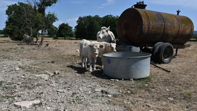 Le prix du lait va continuer d'augmenter à cause de la sécheresse