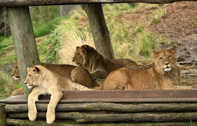 Un lion tue un homme entré dans son enclos dans le zoo d'Accra