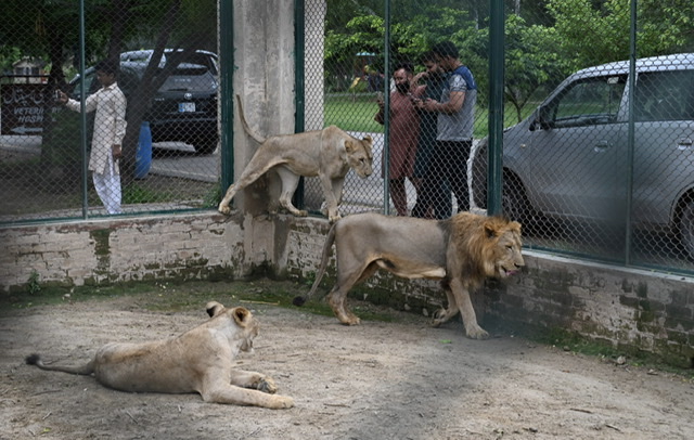 Une fois, deux fois, adjugé?... Des lions du Pakistan proposés aux enchères