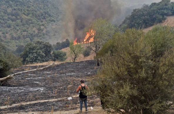 Algérie: Le bilan des incendies dans plusieurs villes monte à 26 morts
