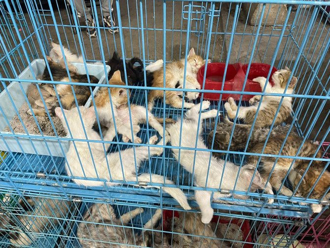 Pourquoi la prévention des négligences et des abus contre les animaux devient urgente en Arabie saoudite