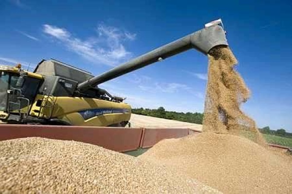 Algérie: Relever le défi de la production céréalière et de la sécurité alimentaire