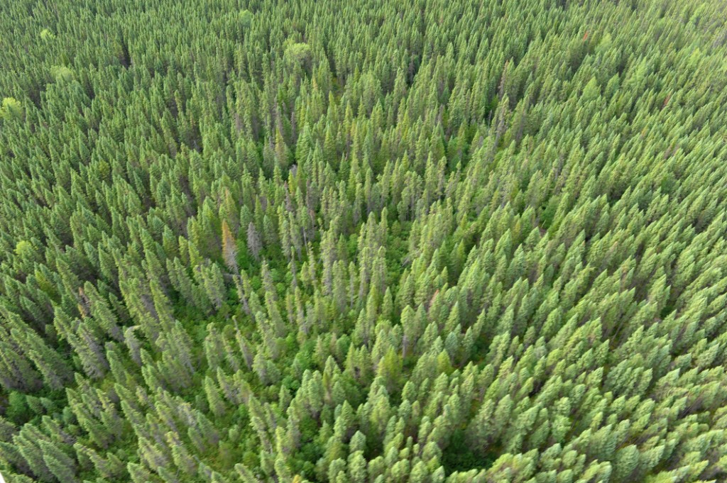 Un réchauffement climatique même modeste menace les forêts du Nord