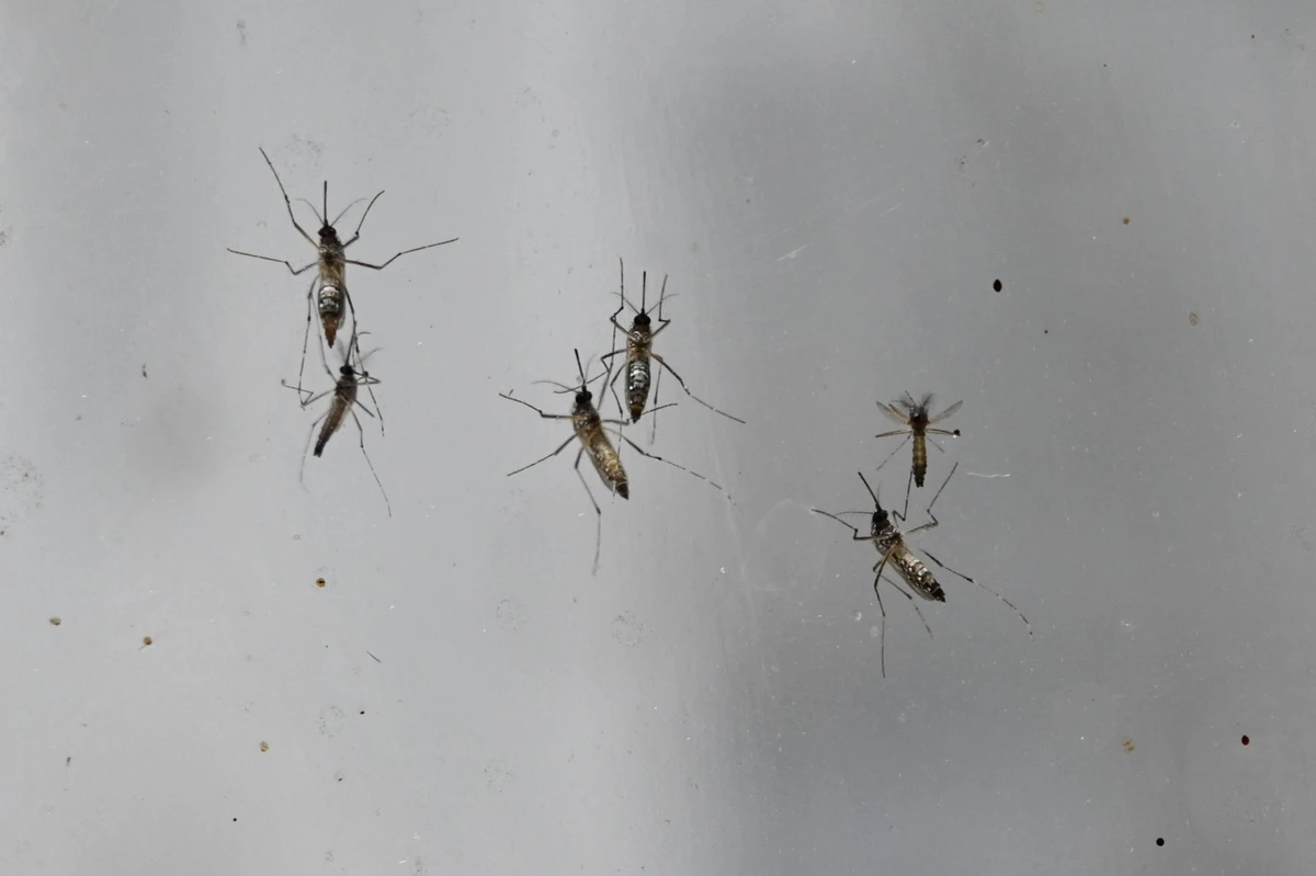 Un cas autochtone de dengue dans le Var, le deuxième de l'année en métropole