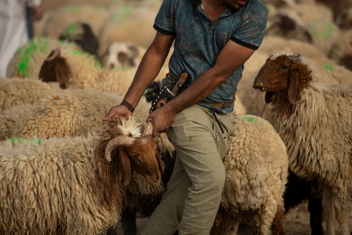 Aïd el-Kébir: L214 porte-plainte pour «complicité d’abattage d’animaux» clandestin