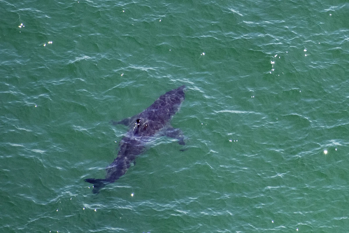 Chine: une vlogueuse mange un grand requin blanc, la police enquête