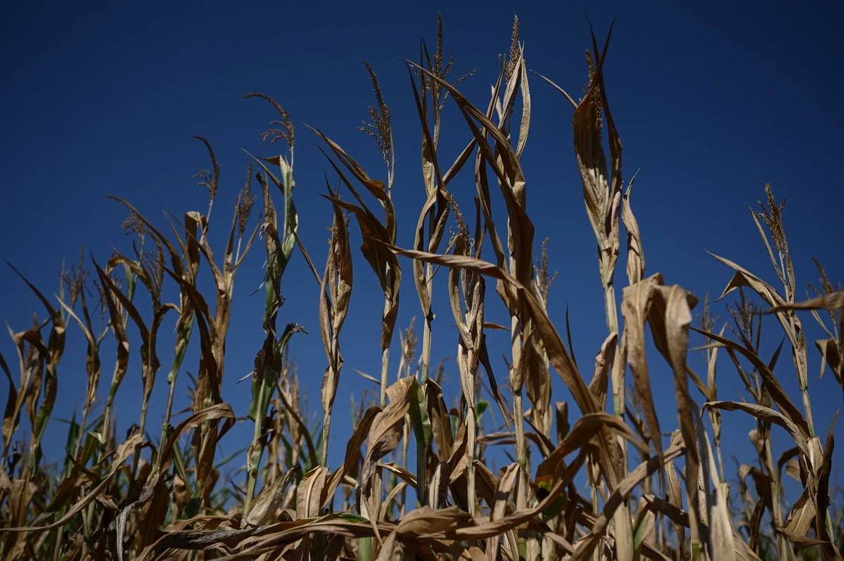 Sécheresse historique et canicule mettent à mal l'agriculture française