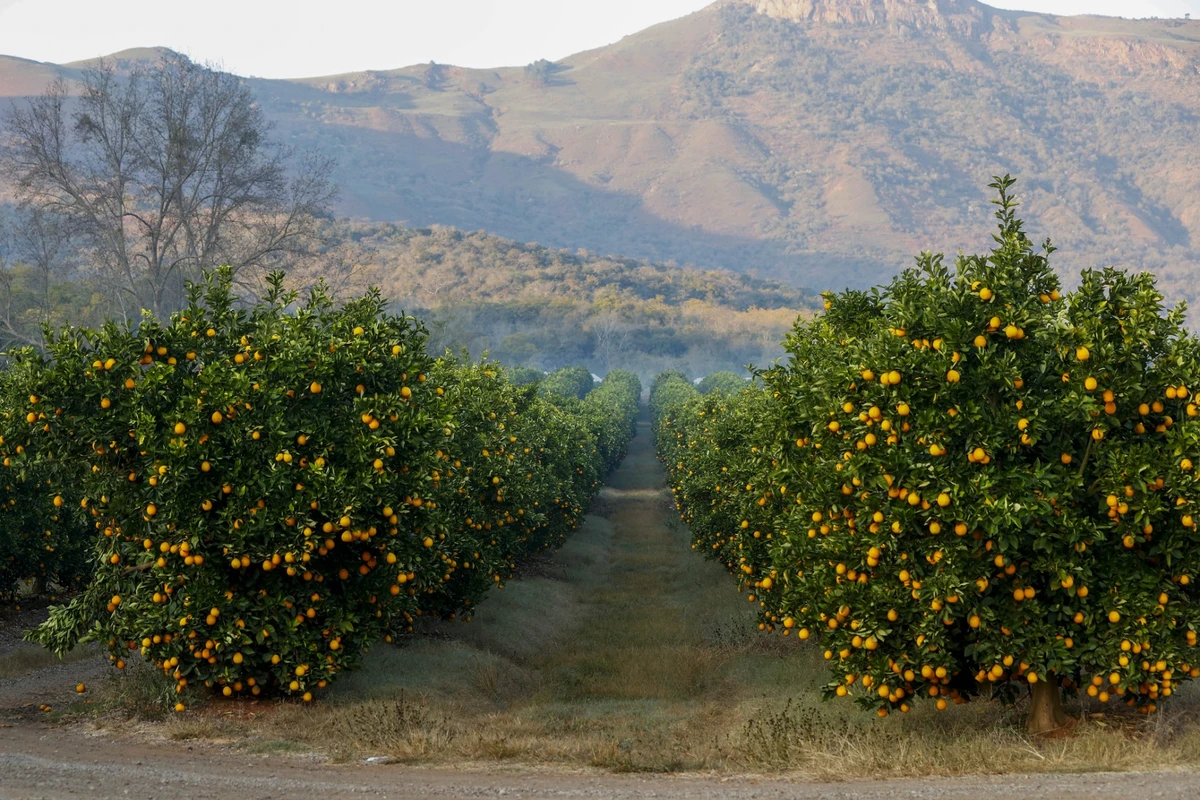 Une vue générale d'oranges sur des arbres dans une ferme d'agrumes sur la N4 à l'extérieur de Mbombela, le 6 août 2022. (Photo de Phill Magakoe / AFP)