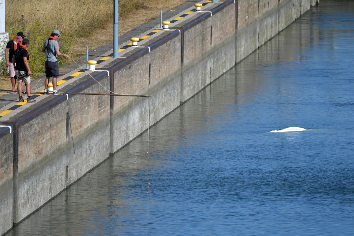La France envisage d'extraire de la Seine un béluga pour le sauver