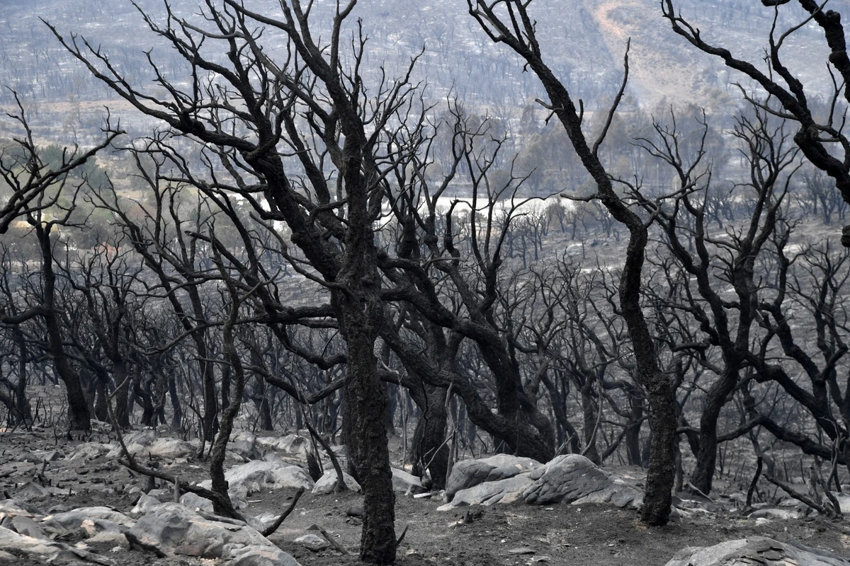 Algérie: au moins 43 personnes ont péri dans les derniers incendies