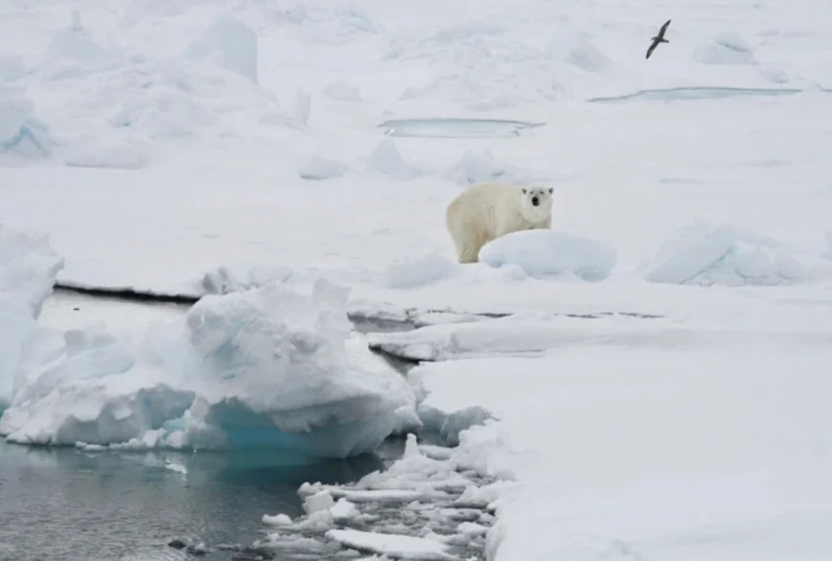 Une touriste française blessée par un ours blanc au Svalbard