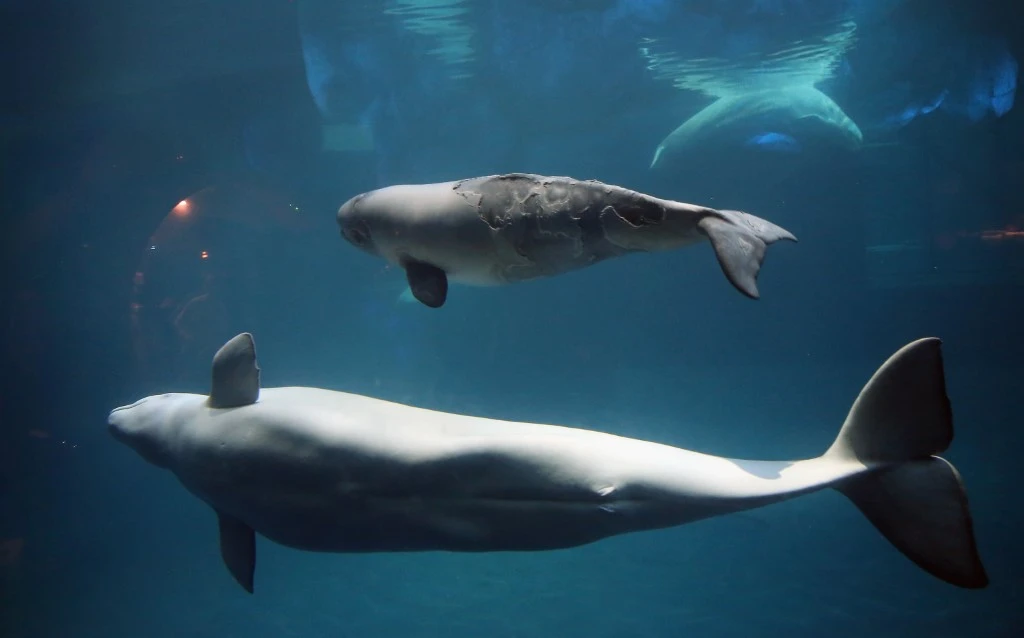 Un animal marin observé dans la Seine: il s'agirait d'un béluga