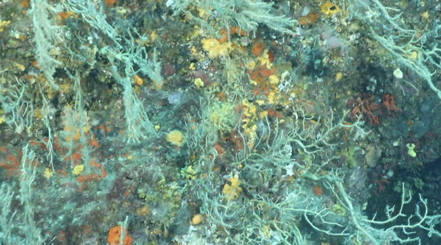 «Un incendie sous l'eau»: en Méditerranée, des forêts de corail décimées par la chaleur