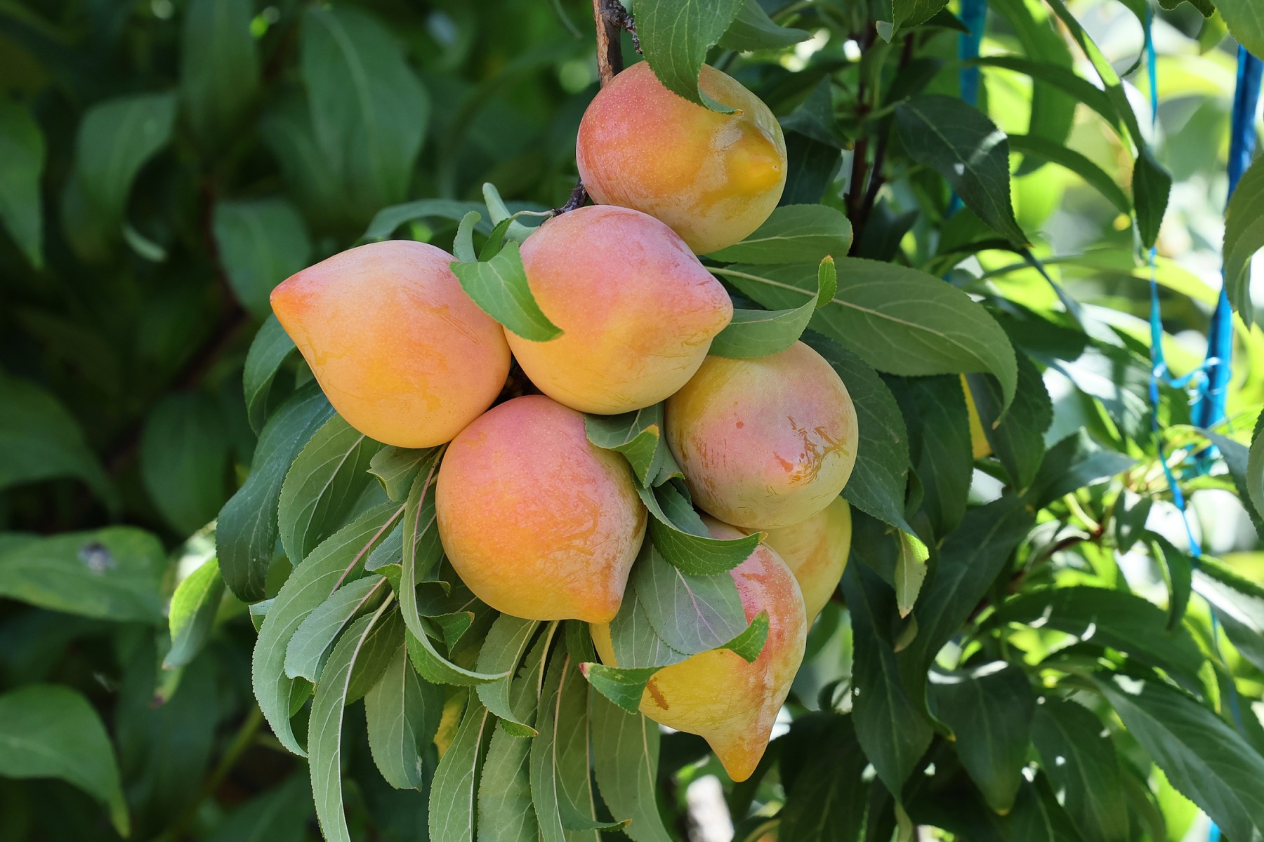 Une «prune pastèque»? Les fruits hybrides d'un producteur israélien