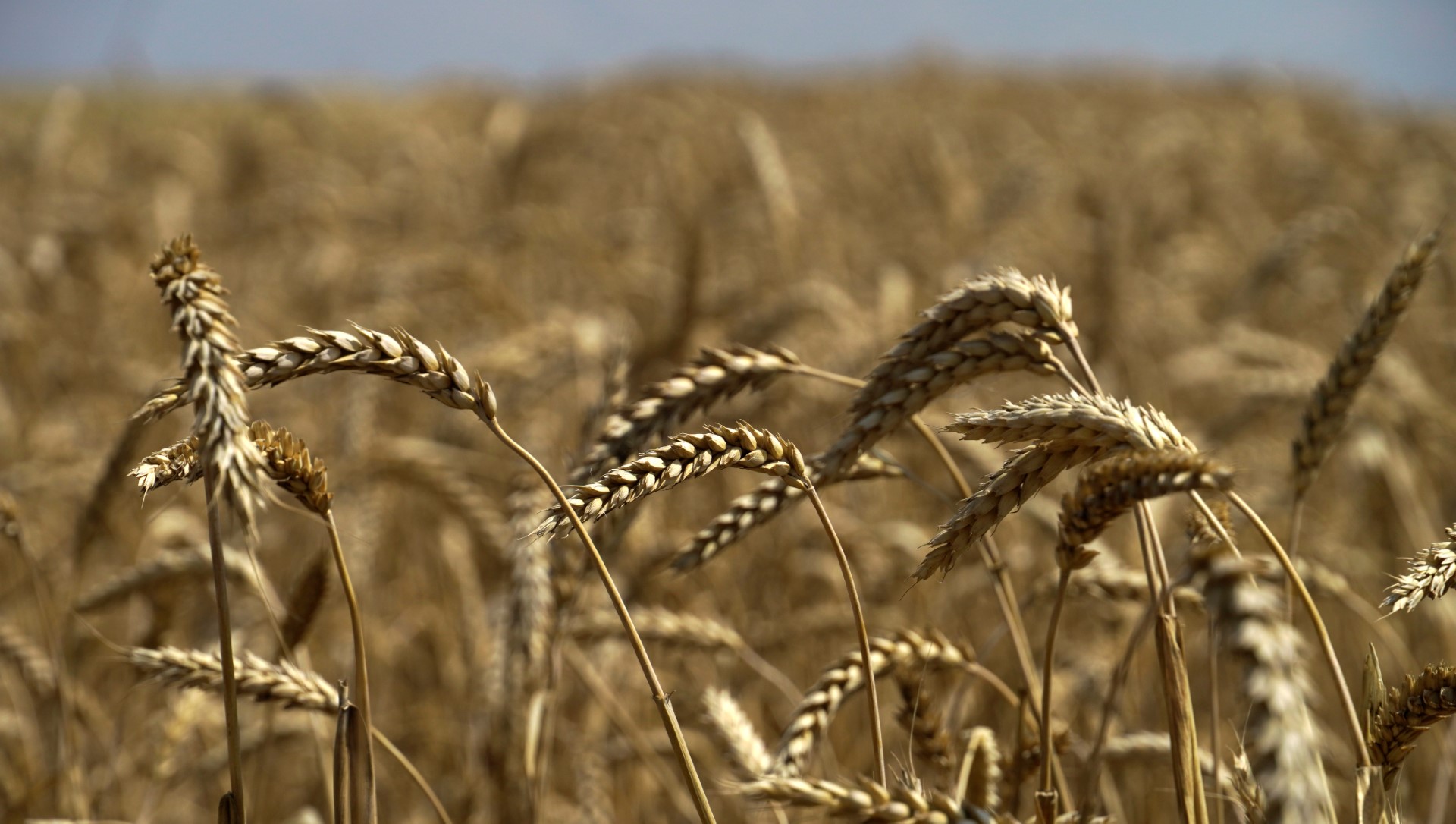 Selon un rapport US, l'Ukraine a perdu environ 15% de ses capacités de stockage de céréales