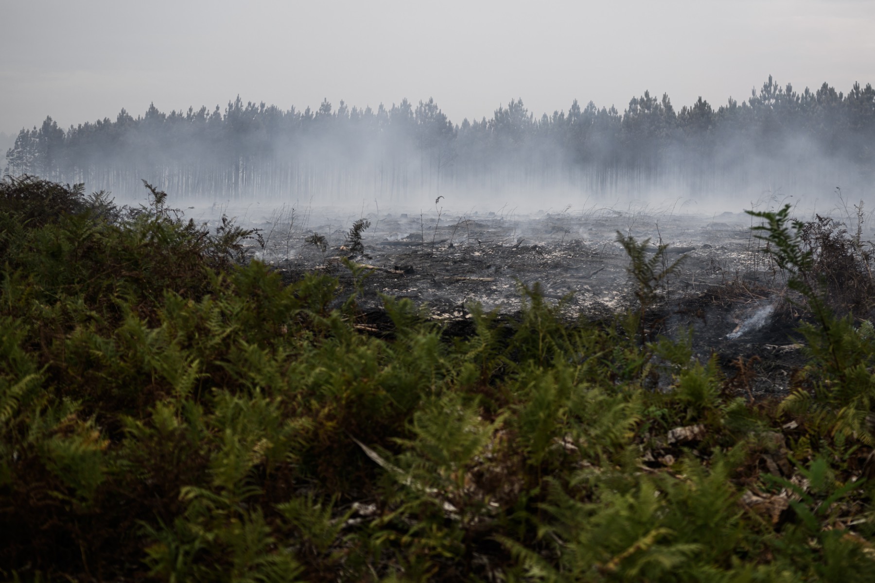 Plus de 500 journalistes plaident pour un meilleur traitement de «l'urgence écologique»