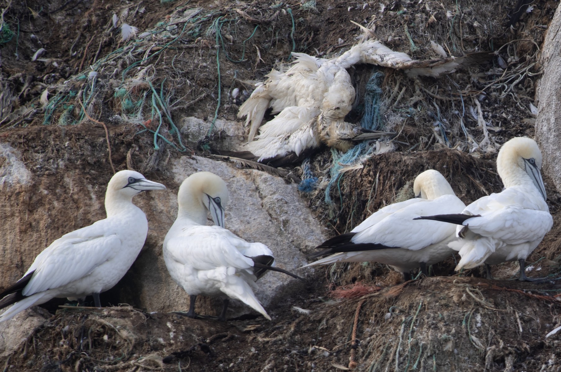 France: Goélands ou Fous de Bassan, la grippe aviaire tue aussi les espèces sauvages
