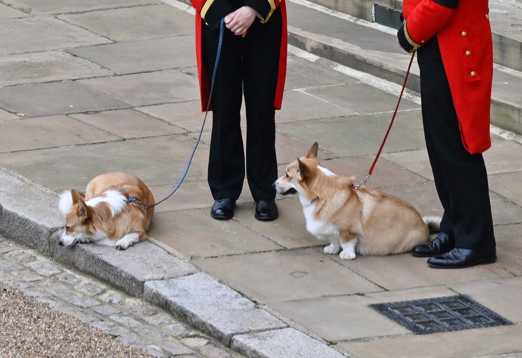 Après la mort d'Elizabeth II, le prix des corgis atteint des records