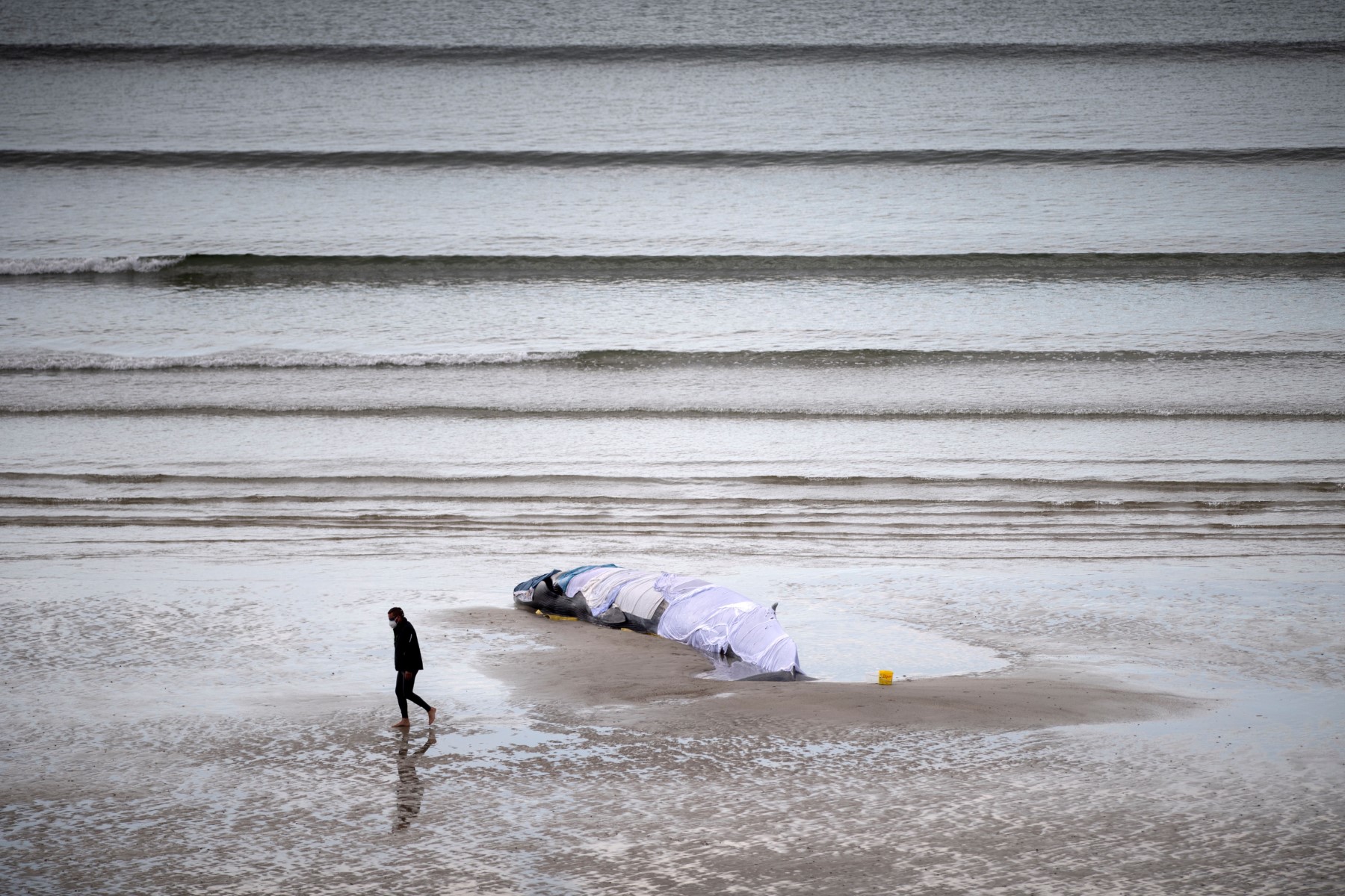 France: une baleine échouée sur une plage est repartie en mer