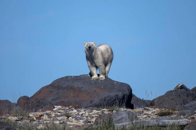 Quand l'ours blanc se retrouve loin de sa banquise