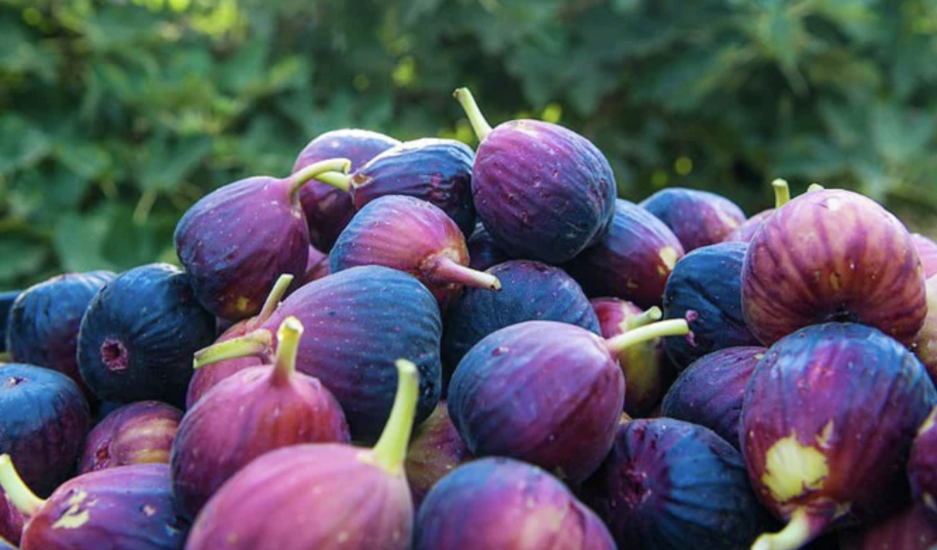 Les figues présentent de nombreux avantages pour la santé. En effet, elles sont riches en potassium, en fibres et en calcium. Par ailleurs, elles sont recommandées pour les personnes qui souffrent de diabète. (SPA)
