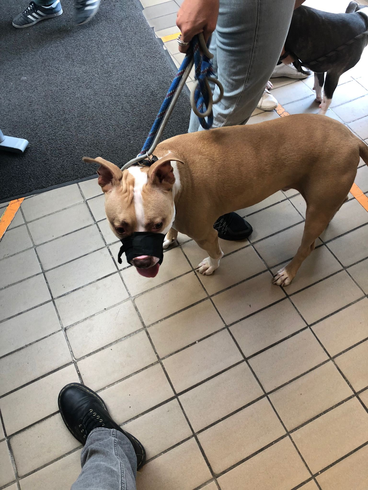 Le rappeur Timal condamné à 6 000 euros d'amende pour avoir frappé son chien