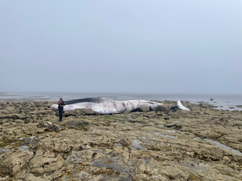 France: Un cétacé de 15 à 20 mètres de long échoué sur une île dans l'ouest