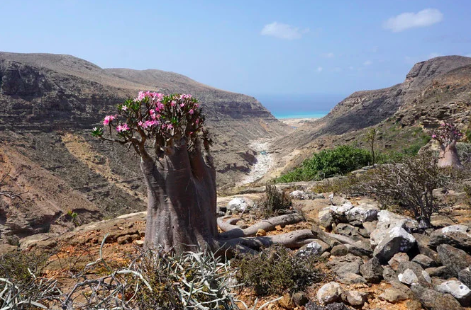 Yémen: les autorités déjouent une tentative de contrebande pour extraire de Socotra des graines de plantes rares