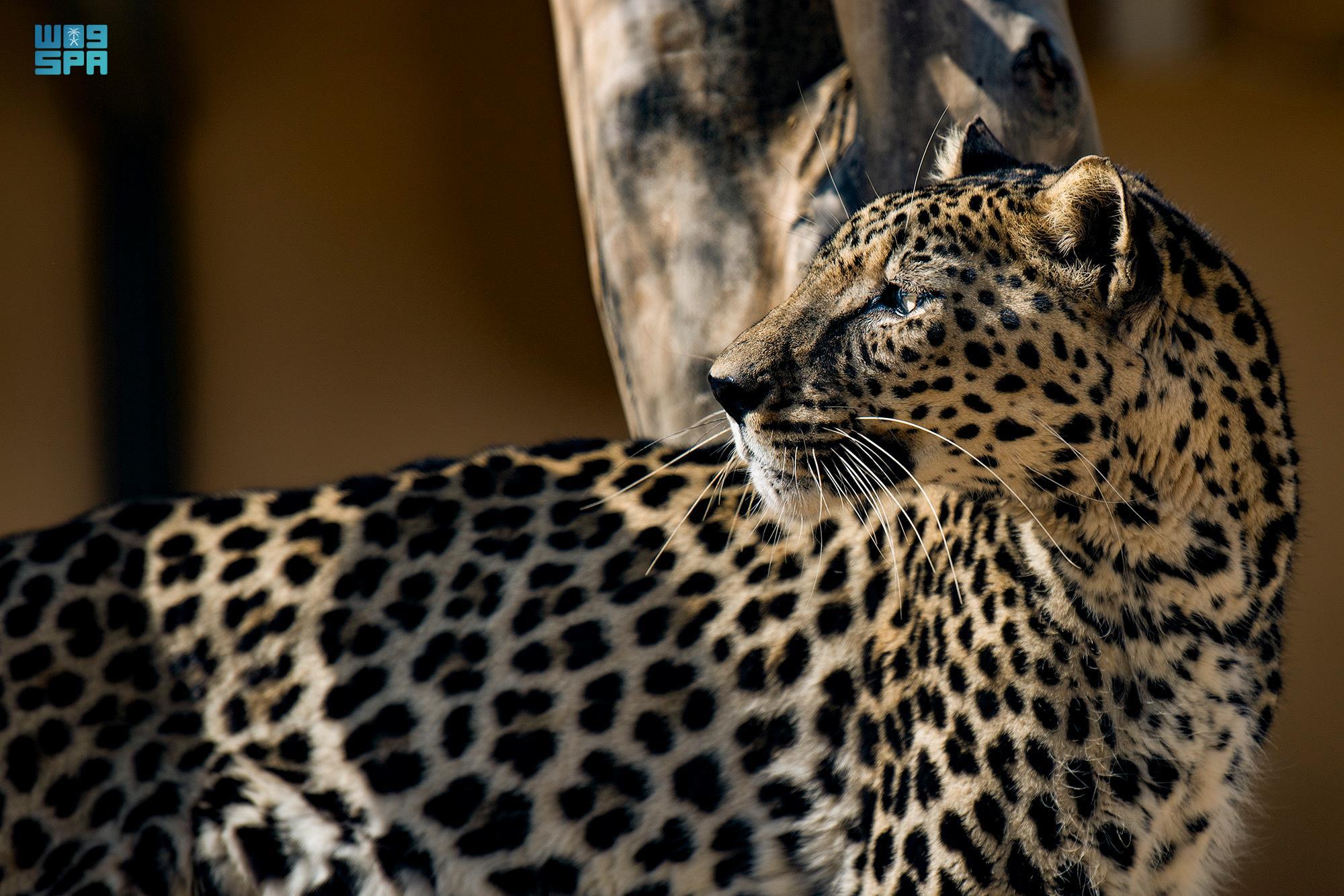 En Arabie saoudite, le développement va de pair avec la conservation