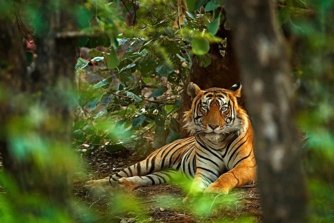 Une Indienne se bat à mains nues contre un tigre pour sauver son bébé