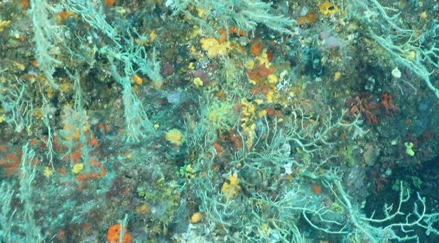 «Un incendie sous l'eau»: en Méditerranée, des forêts de corail décimées par la chaleur