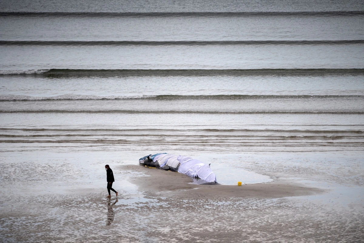 France: une baleine échouée sur une plage est repartie en mer