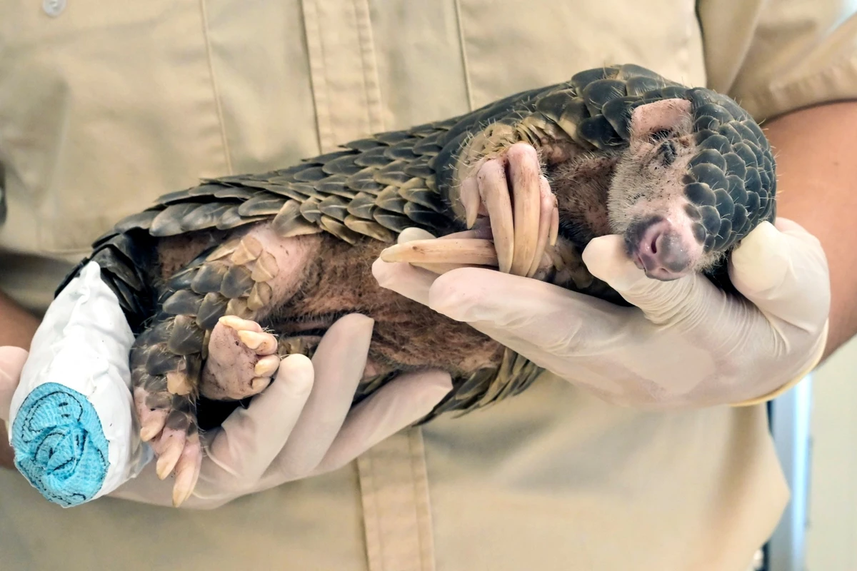 Sur cette photo d'archive prise le 31 août 2022, un jeune pangolin est transporté après avoir reçu un traitement médical pour sa queue, vraisemblablement blessée lors d'une attaque de chiens, au zoo du village de Leofoo à Hsinchu, dans le nord de Taïwan. (Photo : Sam YEH / AFP)