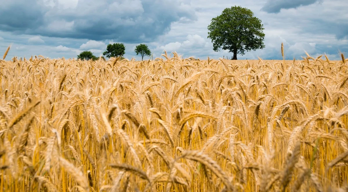 Consommation de blé par habitant: La Tunisie enregistre un record mondial