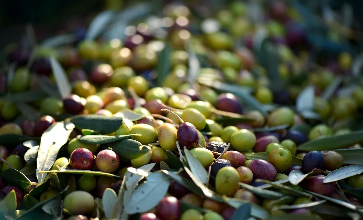 Monastir: La récolte des olives en baisse de 65%