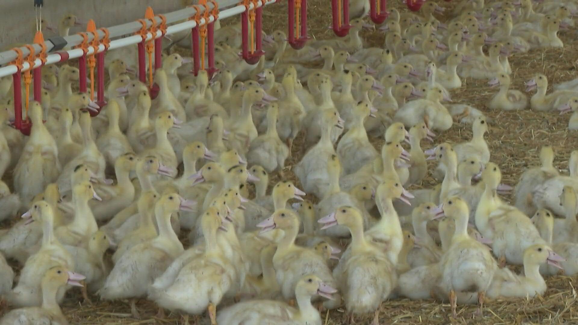 Grippe aviaire: Les éleveurs appelés à confiner leurs volailles dans l'ouest de la France