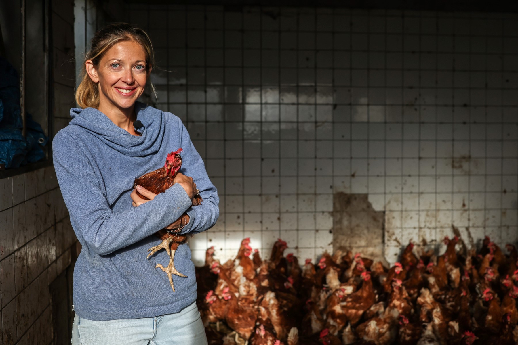 Une deuxième vie paisible pour les poules pondeuses sauvées de l'abattoir