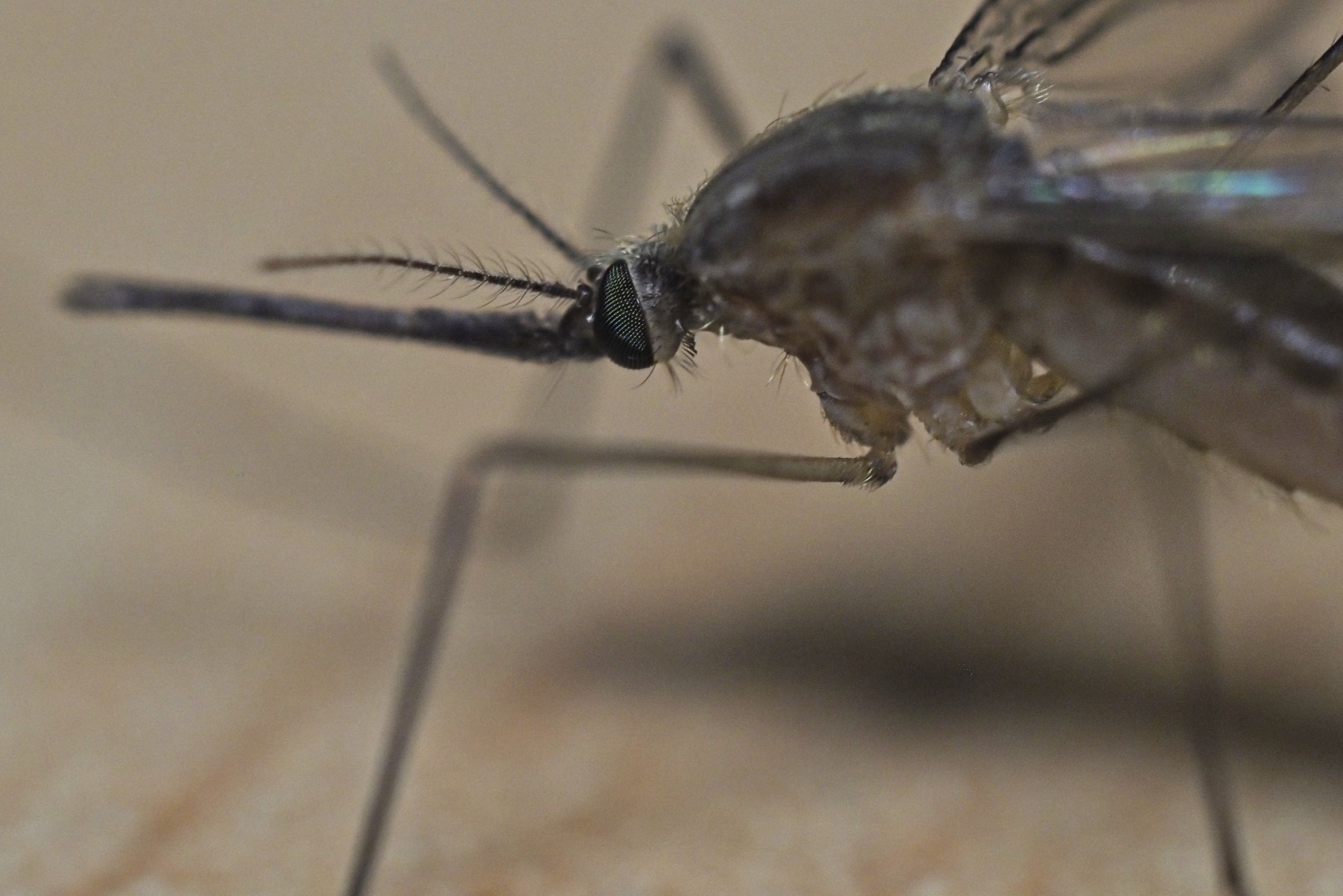 Chaleur en France: s'attendre à une hausse des virus «exotiques»