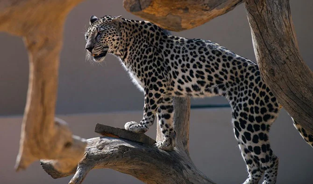 Le Centre national pour la protection de la vie sauvage en Arabie saoudite publie la liste des espèces interdites de chasse