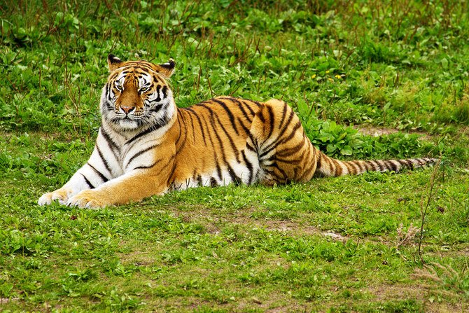 Inde: un tigre, incriminé dans 13 morts, a été capturé
