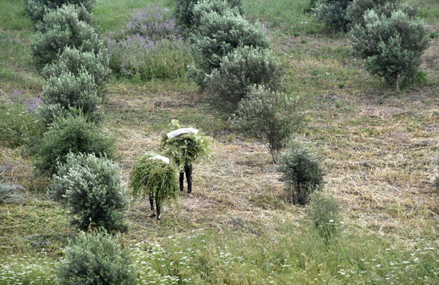 Agriculture en Algérie: Atout majeur