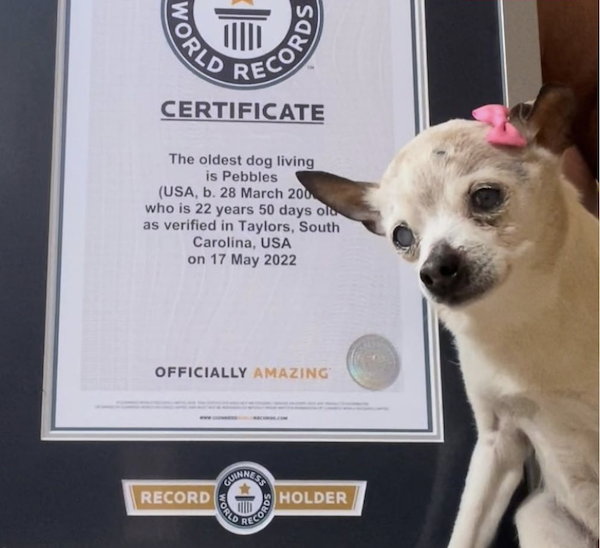 Pebbles avait été désignée le plus vieux chien du monde en mai 2022, lors d'un passage des experts du livre Guinness (photo oe24.at)